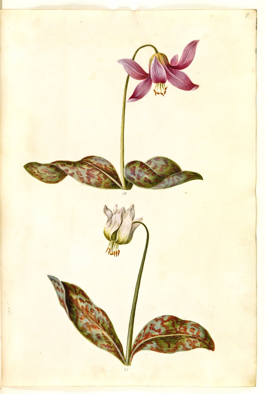 Erythronium dens-canis (skutečný psí zub) od Hans Simon Holtzbecker