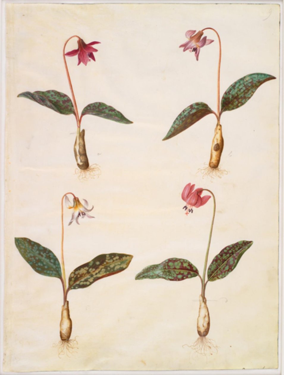 Erythronium dens-canis (skutečný psí zub) od Hans Simon Holtzbecker