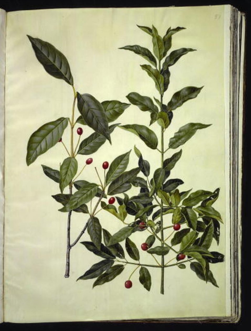 Euonymus latifolius (kostnice širokolistá); Euonymus europaeus (kostní dřevo) od Hans Simon Holtzbecker