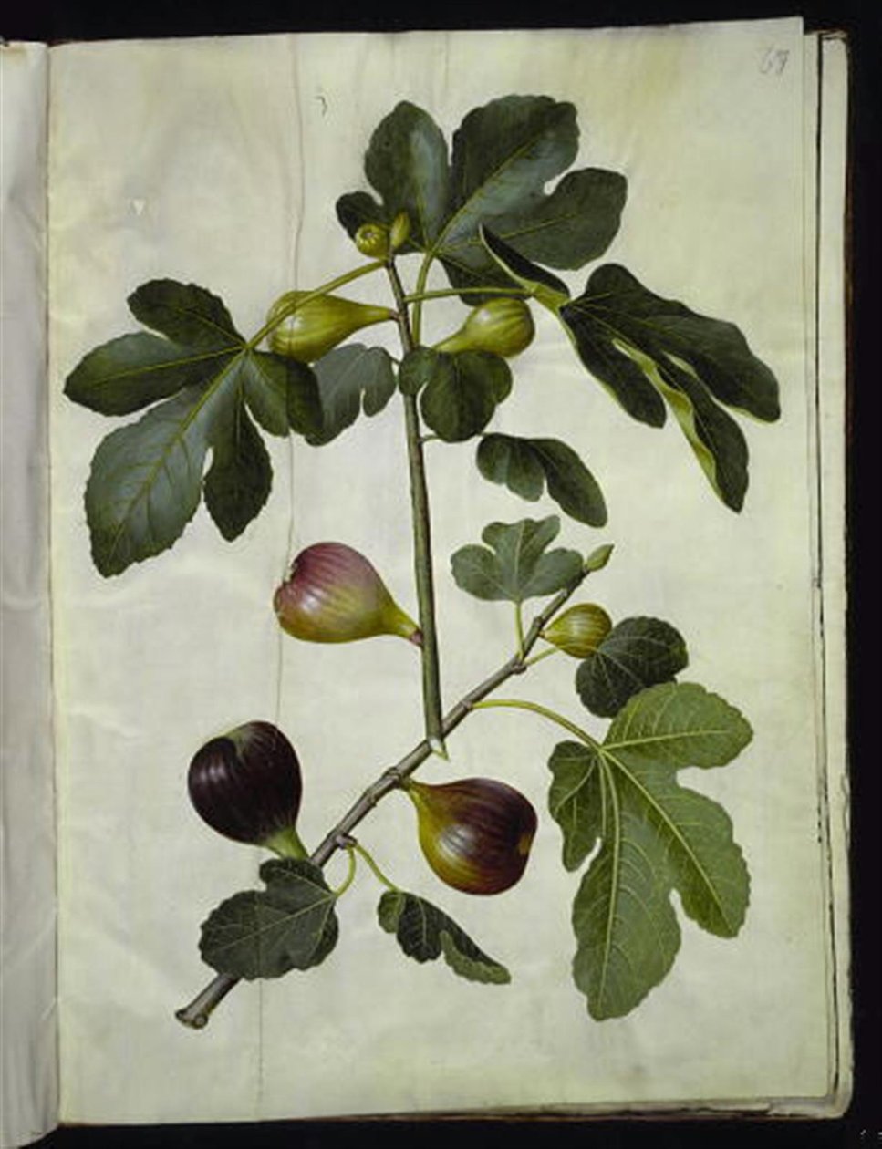 Ficus carica (almindelig figen) od Hans Simon Holtzbecker