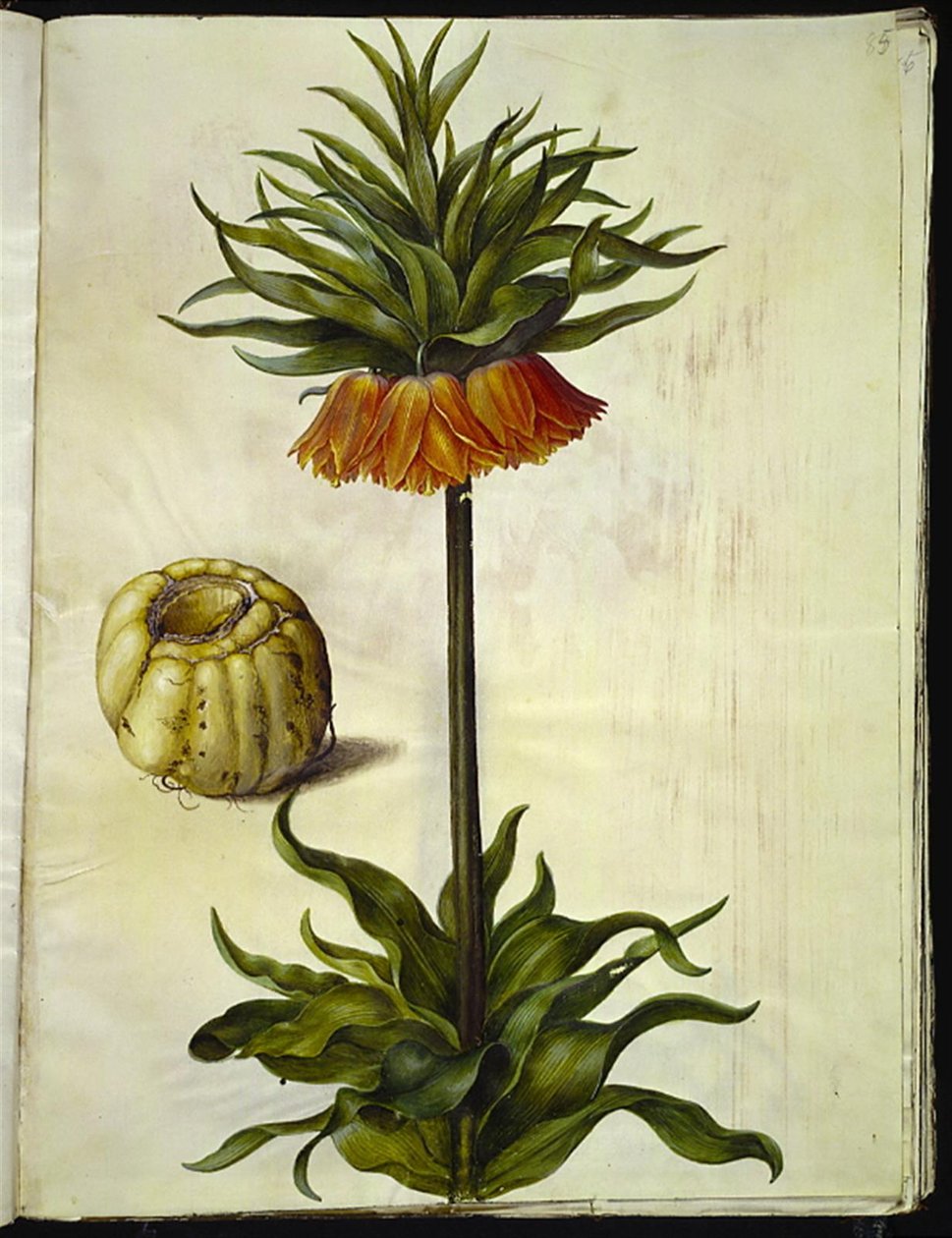 Fritillaria imperialis (korunní císař) od Hans Simon Holtzbecker