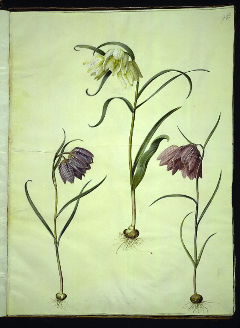 Fritillaria meleagris (vajíčko zmije obecné) od Hans Simon Holtzbecker