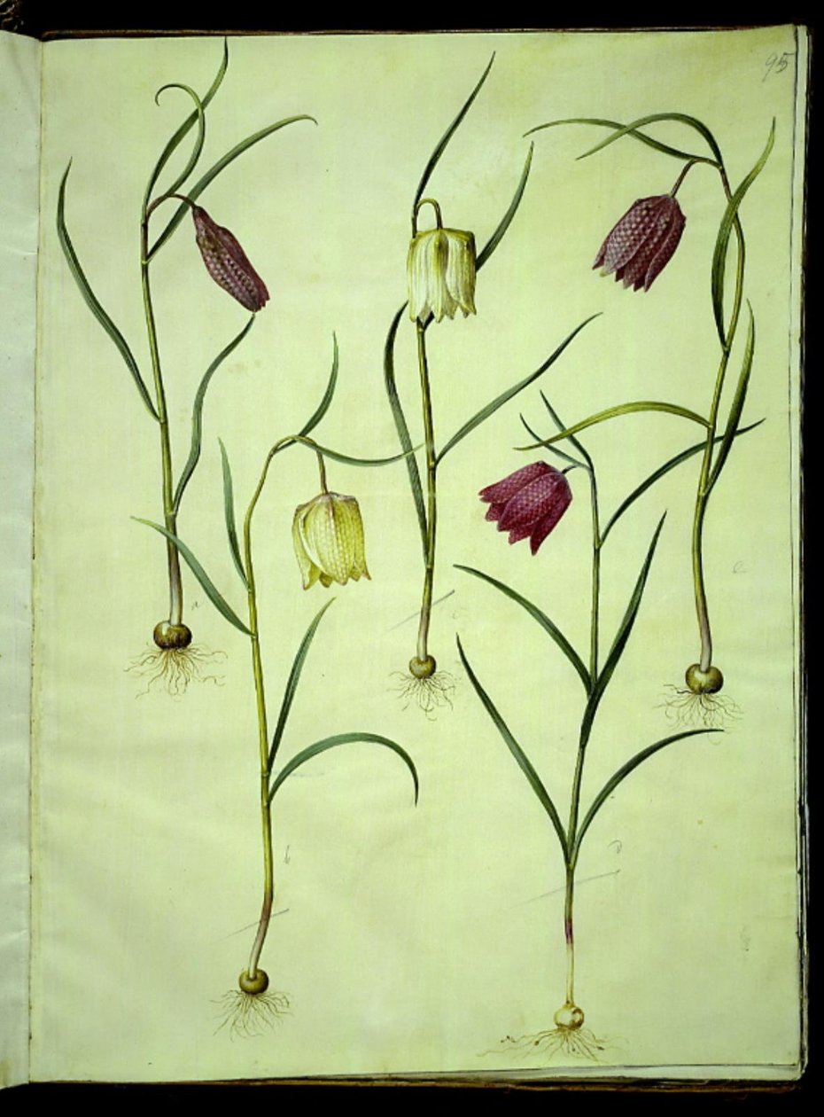 Fritillaria meleagris (vajíčko zmije obecné) od Hans Simon Holtzbecker
