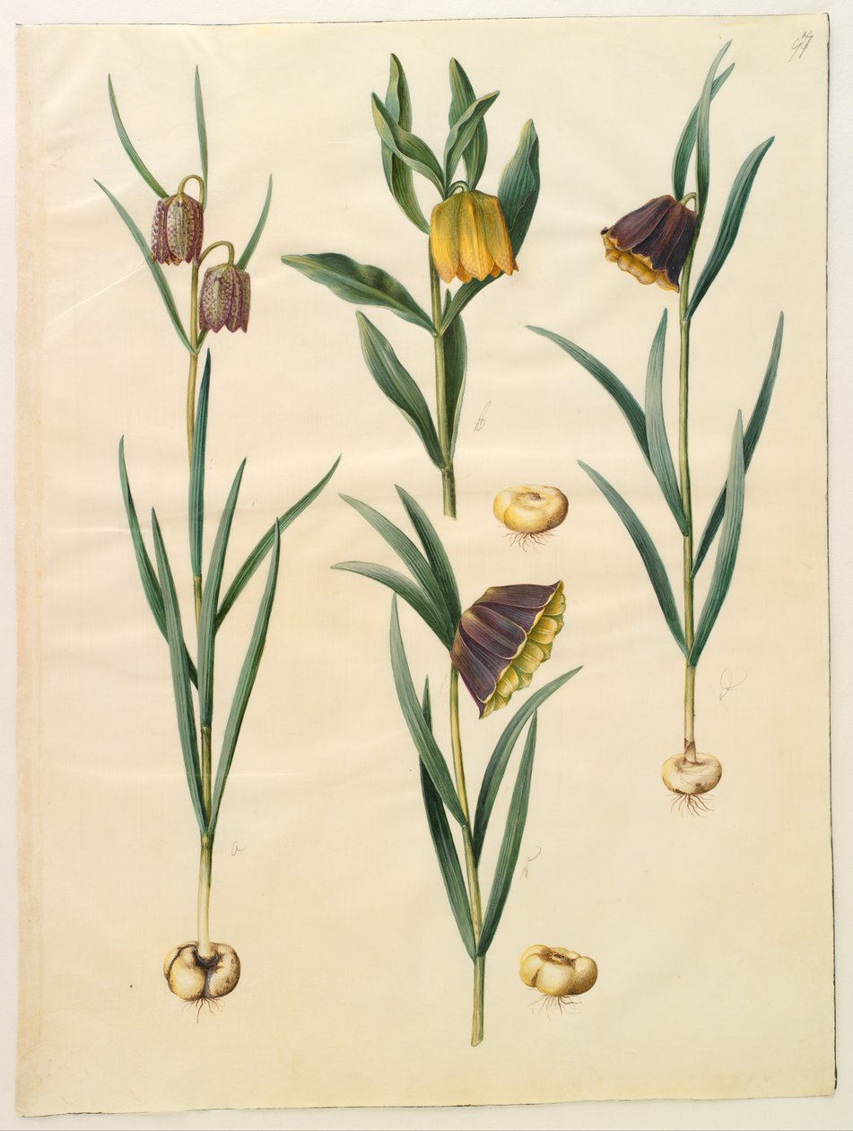 Fritillaria meleagris; Fritullaria lutea eller Fritullaria latifolia var lutea; Fritillaria pyrenaica od Hans Simon Holtzbecker