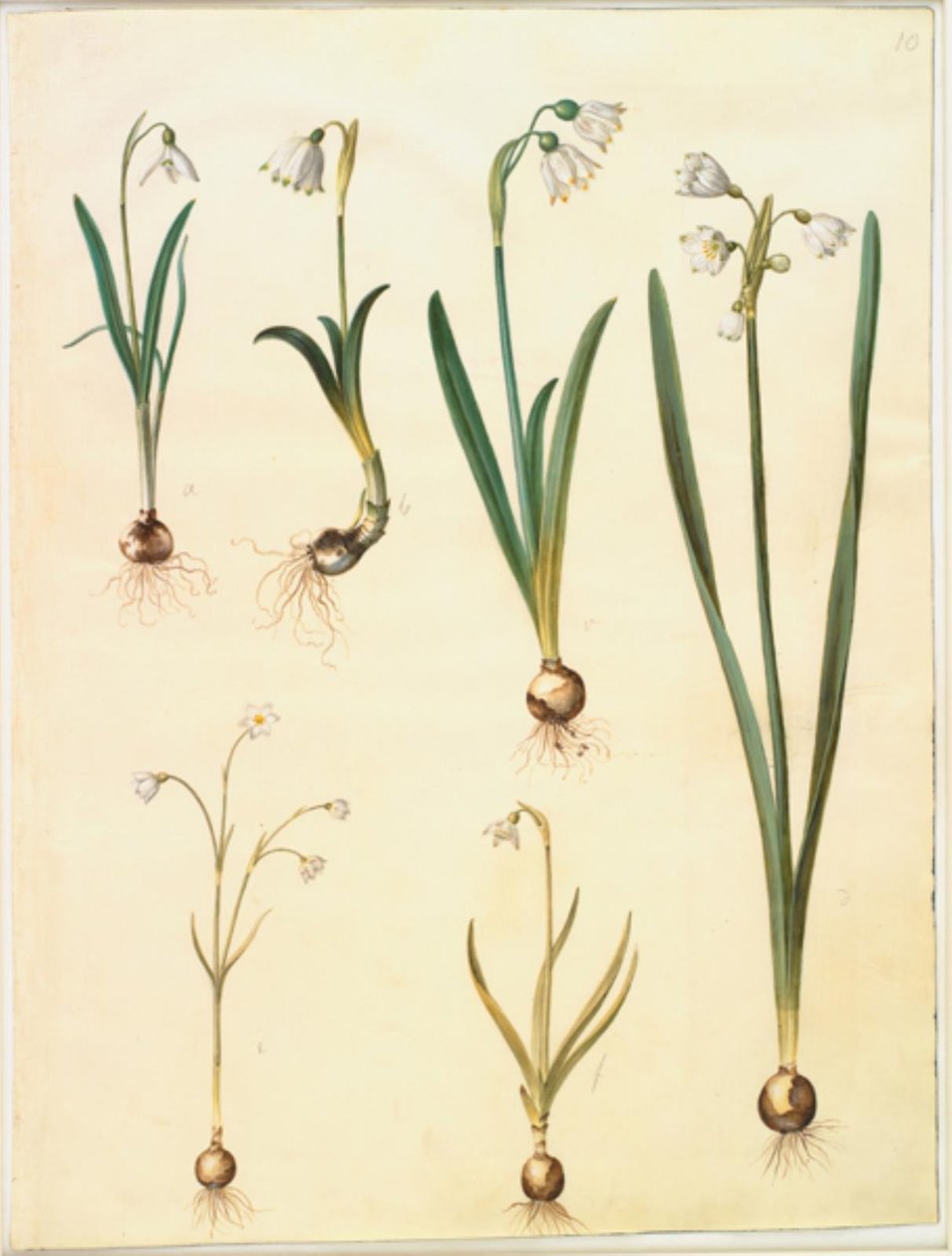Galanthus nivalis (sněženka obecná); Leucojum vernum (lilie Dorotea); Leucojum aestivum (letní švestka); Leucojum autumnale (podzimní bílá švestka) od Hans Simon Holtzbecker