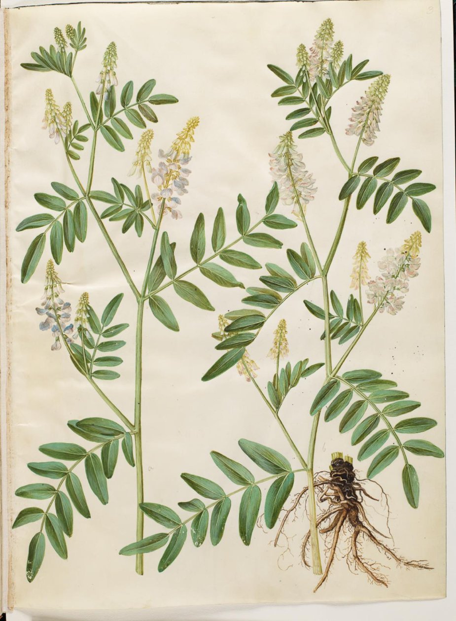 Galega officinalis (lékařský lusk) od Hans Simon Holtzbecker