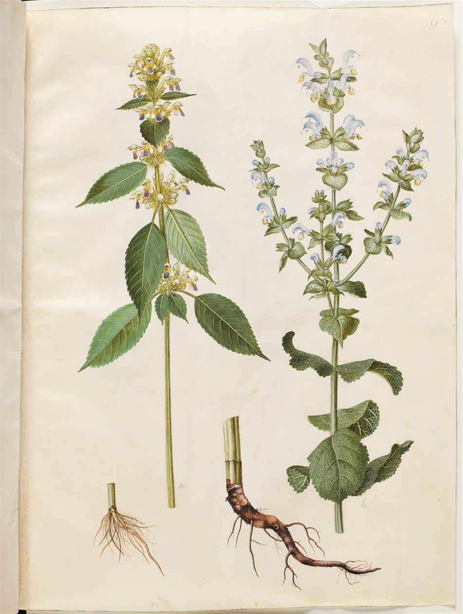 Galeopsis speciosa (šváb konopný); Salvia sclarea (šalvěj pestrá) od Hans Simon Holtzbecker