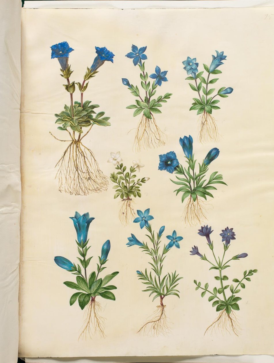 Gentiana acaulis (hořec bez stonku); Gentiana verna (hořec jarní); Gentiana acaulis (hořec bez stonku); Gentiana (druh hořce) od Hans Simon Holtzbecker