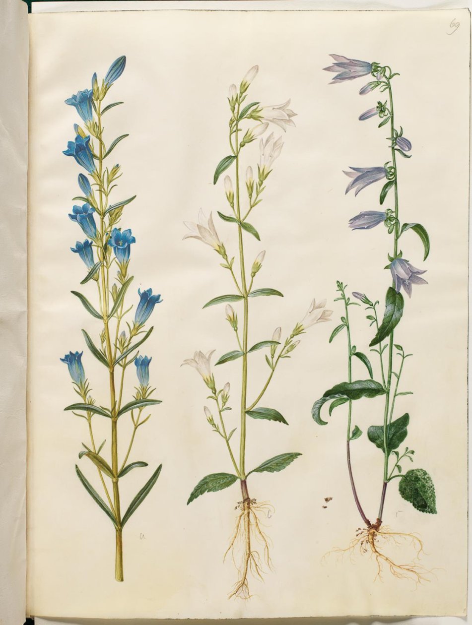 Gentiana pneumonanthe (hořec zvonkový); Campanula patula (luční zvon); Campanula rapunculoides (jednostranný zvonek) od Hans Simon Holtzbecker