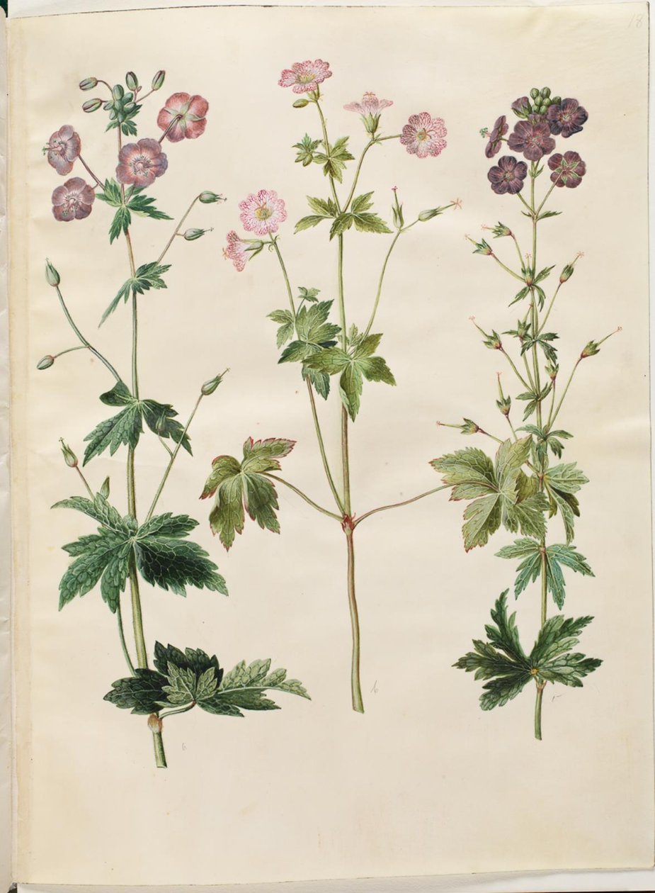 Geranium phaeum (čápí zobák vlnokorunovaný); Geranium versicolor (čápí zobák) od Hans Simon Holtzbecker