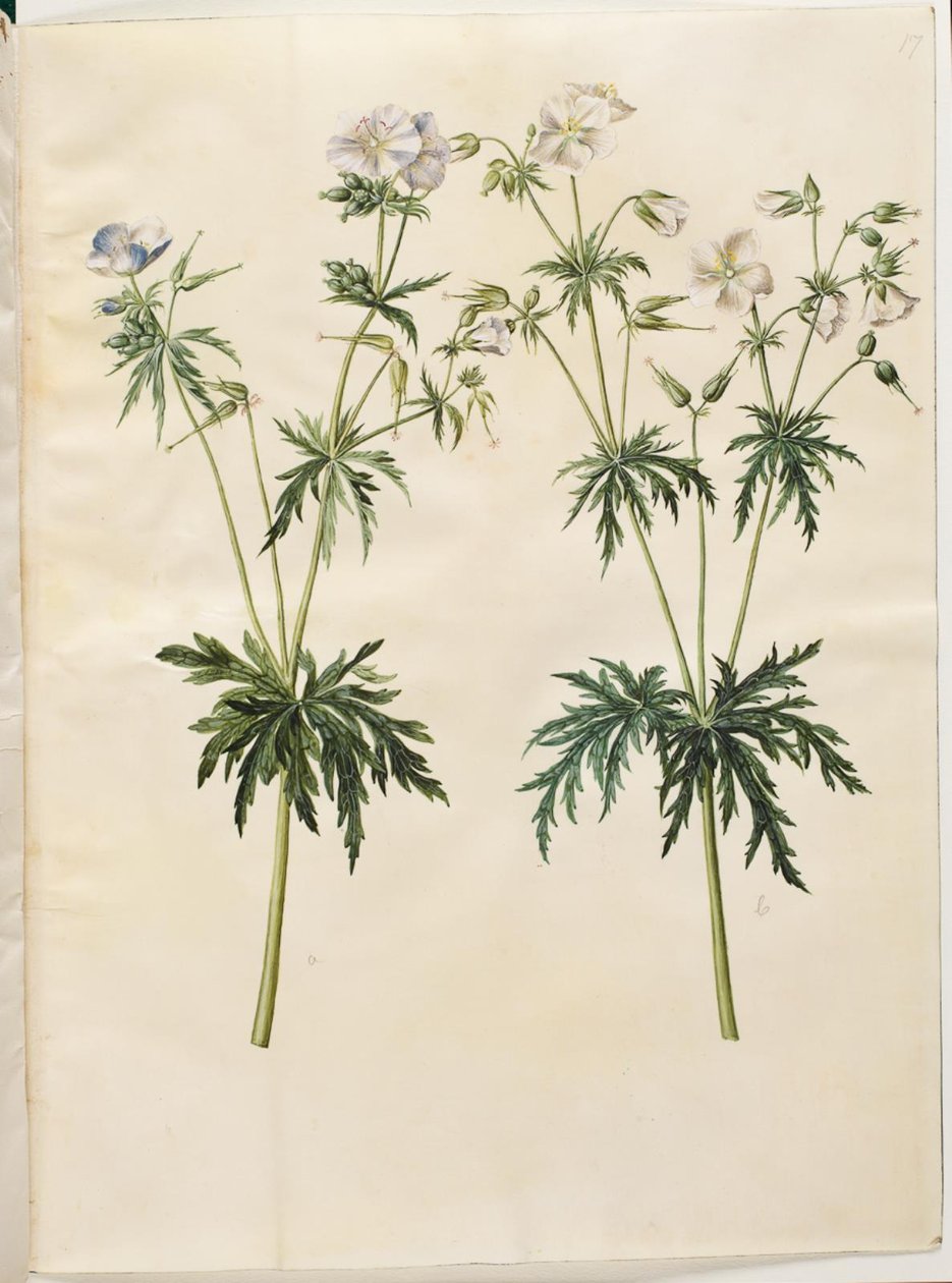 Geranium pratense (zobka luční) od Hans Simon Holtzbecker