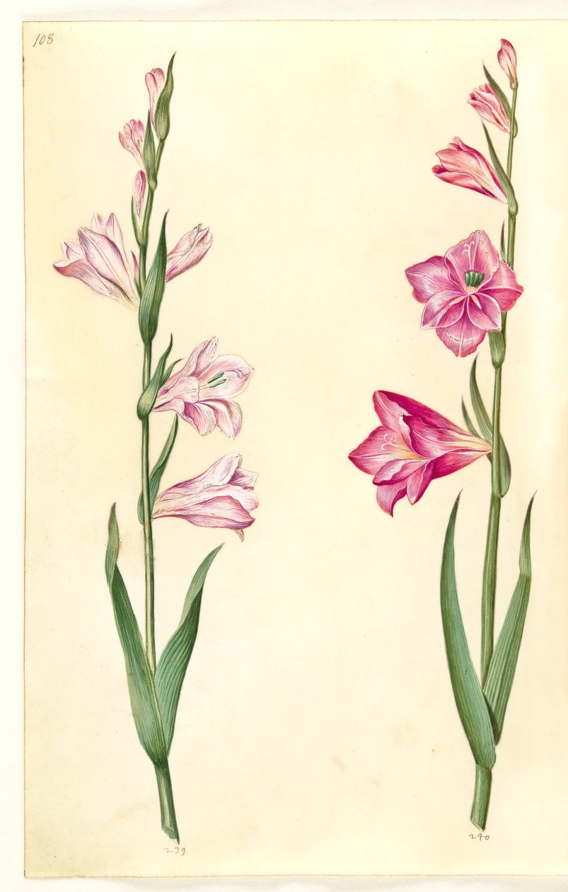 Gladiolus communis (mečík obecný) od Hans Simon Holtzbecker