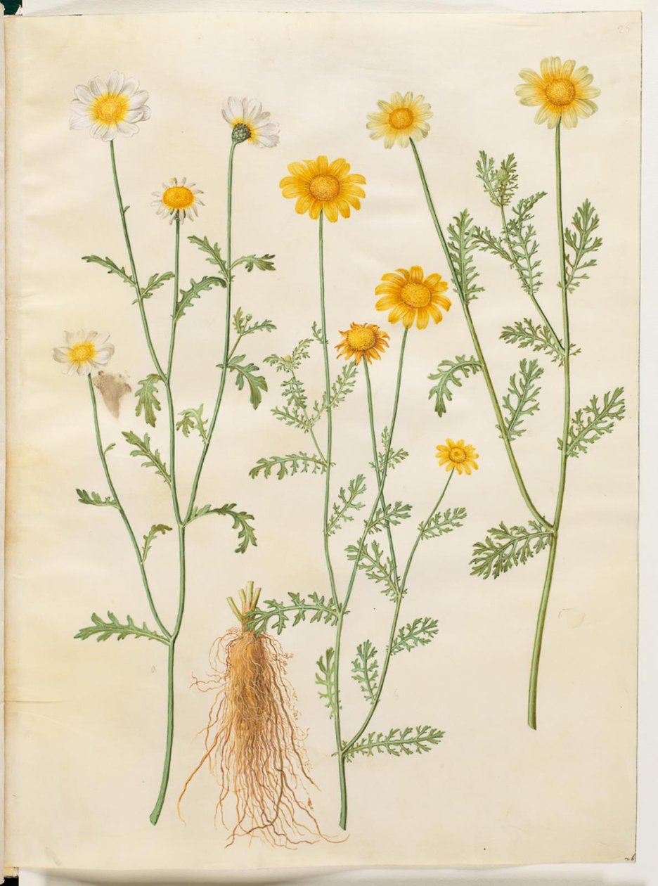 Glebionis coronaria (korunní oko) od Hans Simon Holtzbecker