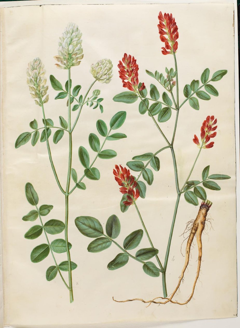 Hedysarum coronarium (jetel červený) od Hans Simon Holtzbecker