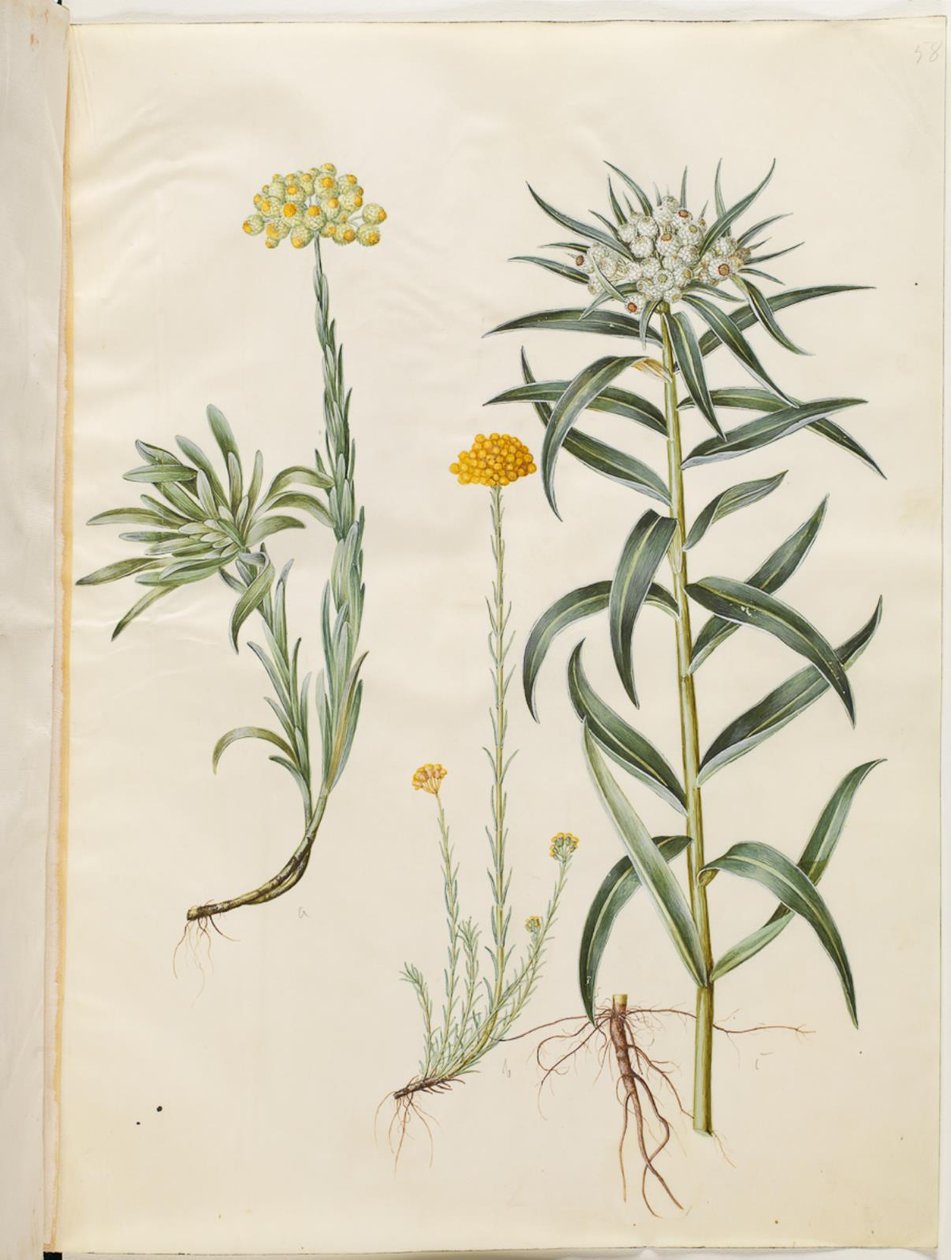 Helichrysum orientale (věčný keř); Helichrysum Stoechas (zapáchající věčná květina); Anaphalis margaritacea (košík s perlami obecnými) od Hans Simon Holtzbecker
