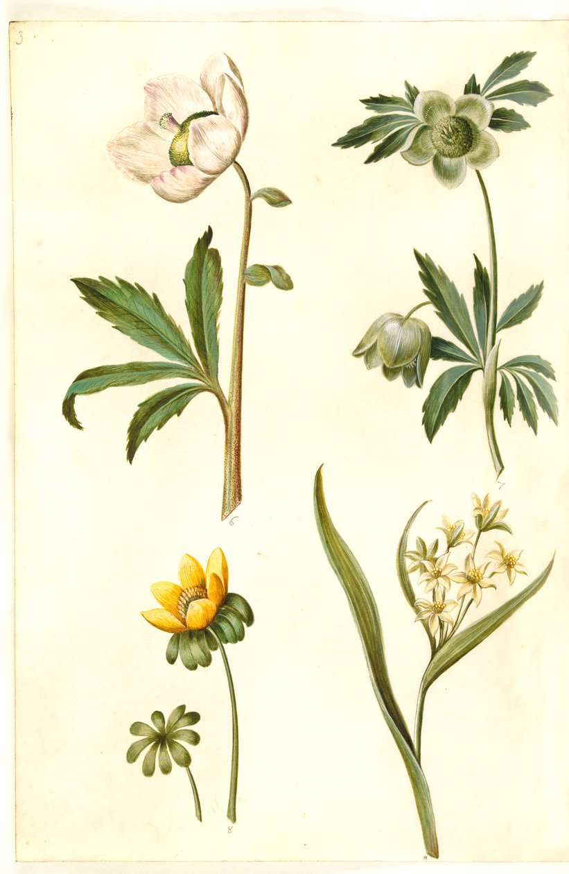 Helleborus niger (obyčejná vánoční růže); Eranthis hyemalis (erantis zahradní); Gagea lutea (obyčejná zlatá hvězda) od Hans Simon Holtzbecker