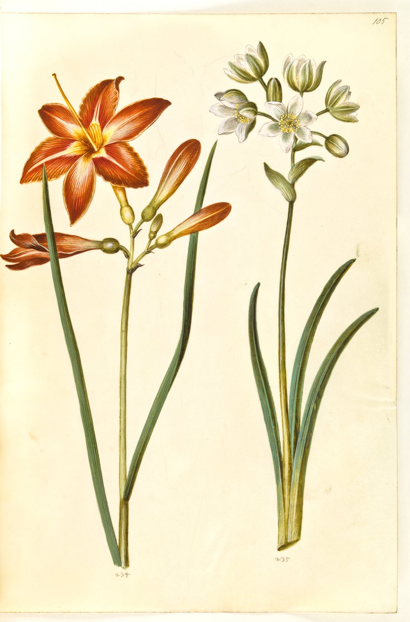 Hemerocallis fulva (brun daglije); Ornithogalum arabicum (mælkestjerne) od Hans Simon Holtzbecker