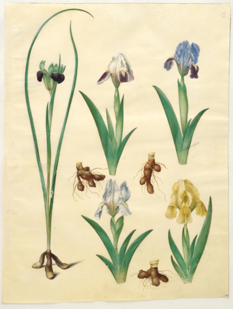 Hermodactylus tuberosus (hermův prst); Iris pumila (nízká duhovka) nebo Iris lutescens (trpasličí duhovka) od Hans Simon Holtzbecker