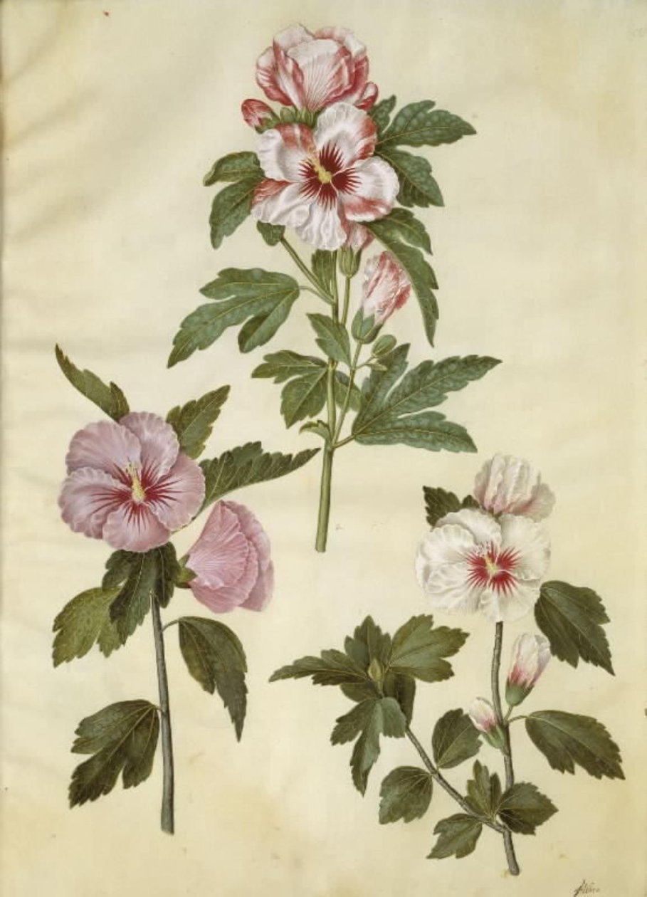 Hibiscus syriacus (syrská růže) od Hans Simon Holtzbecker