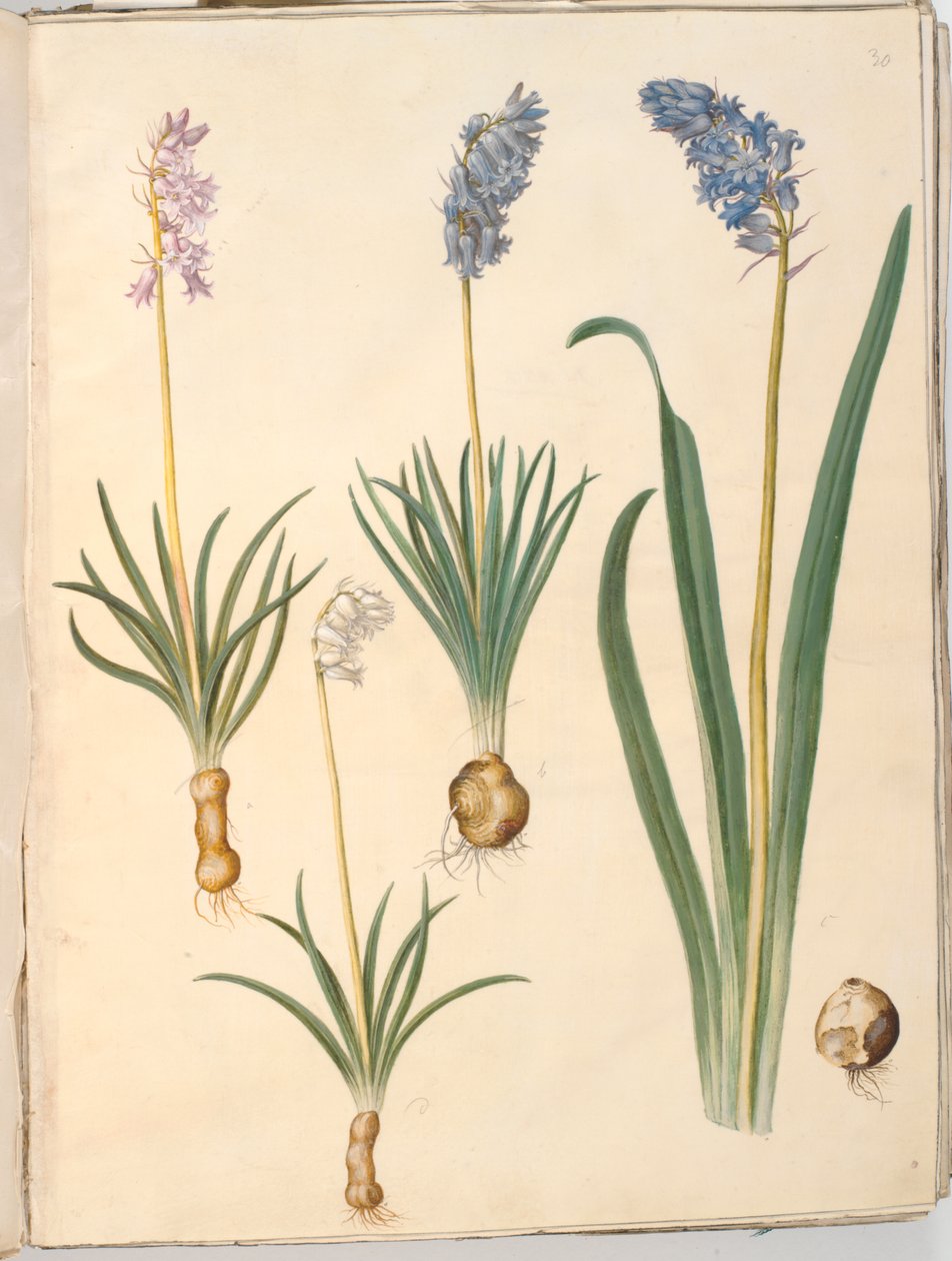 Hyacinthoides non-scripta (zvonek obecný); Hyacinthoides hispanica (španělský zvonek) od Hans Simon Holtzbecker