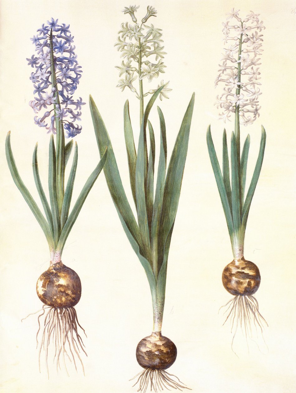 Hyacinthoides orientalis simp et pl od Hans Simon Holtzbecker