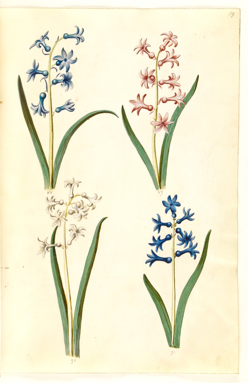 Orientální hyacint (Almindelig hyacint) od Hans Simon Holtzbecker