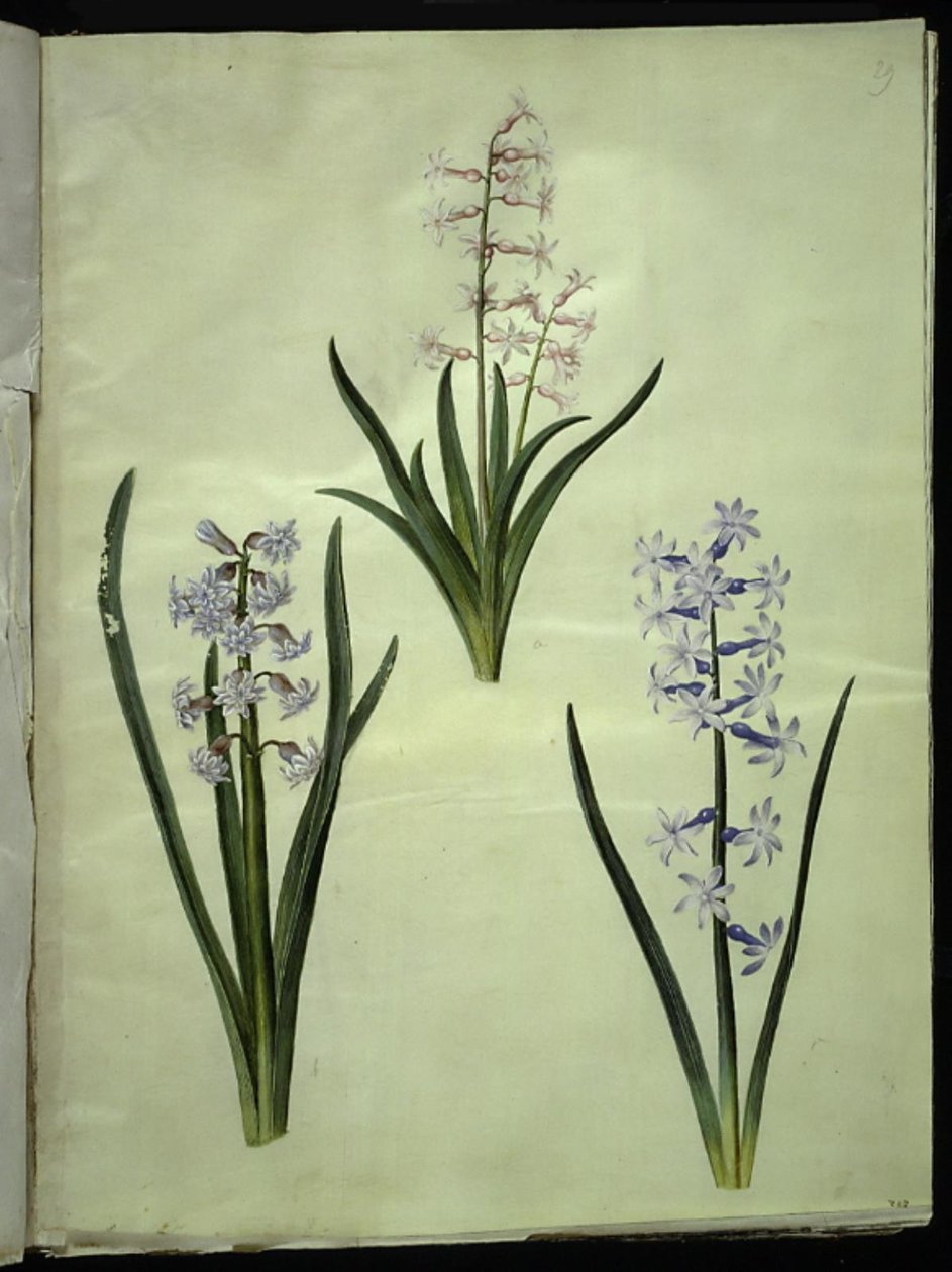 Orientální hyacint (Almindelig hyacint) od Hans Simon Holtzbecker