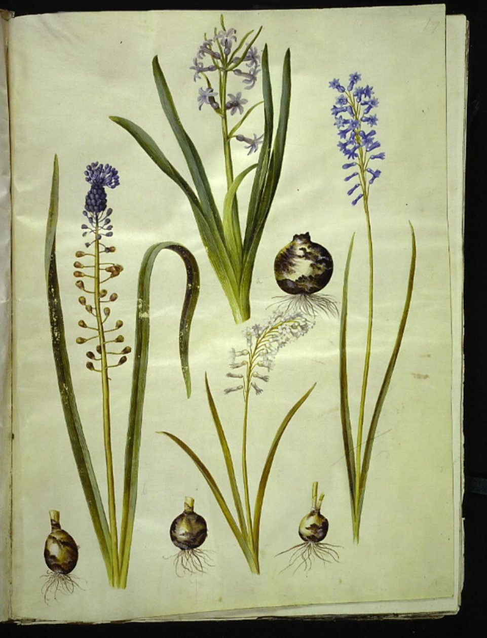 orientální hyacint (almindelig hyacint); Muscari comosum (dukhyacint); Brimeura amethystina (pyrenejská modrá) od Hans Simon Holtzbecker