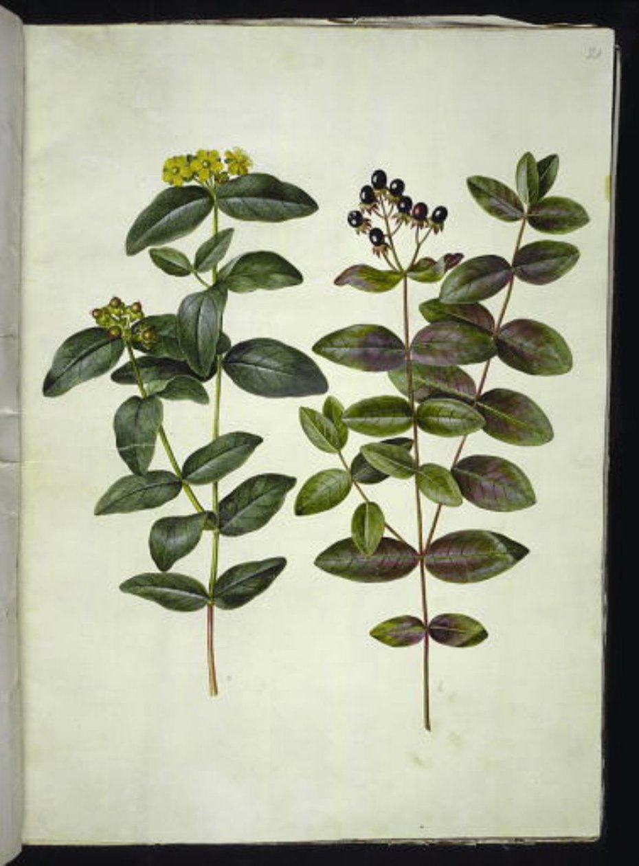 Hypericum androsaemum (bobule třezalka tečkovaná) od Hans Simon Holtzbecker