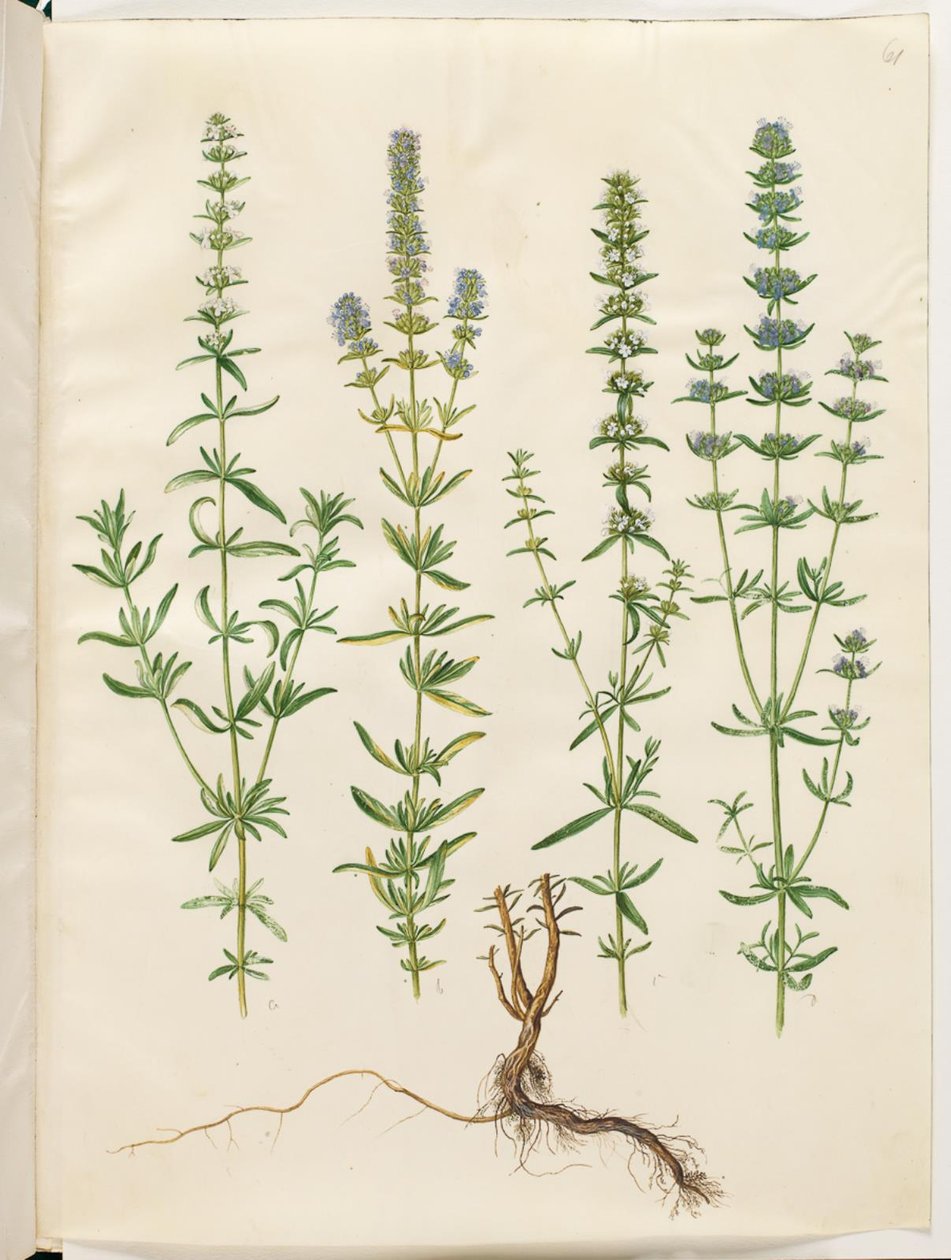 Hyssopus officinalis (yzop pravý) od Hans Simon Holtzbecker