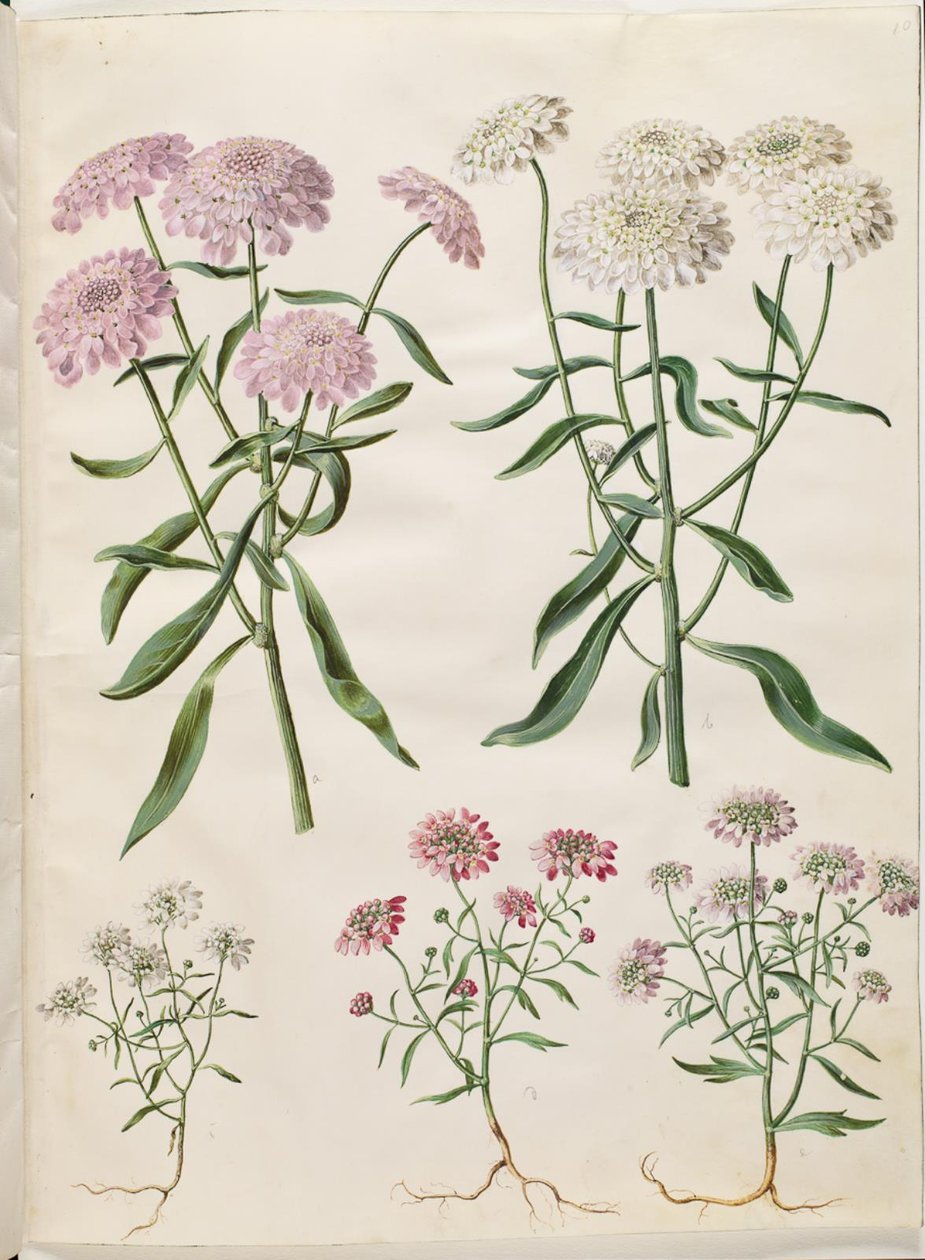 Iberis umbellata (květina zástěna); Iberis amara (hořký luk) od Hans Simon Holtzbecker