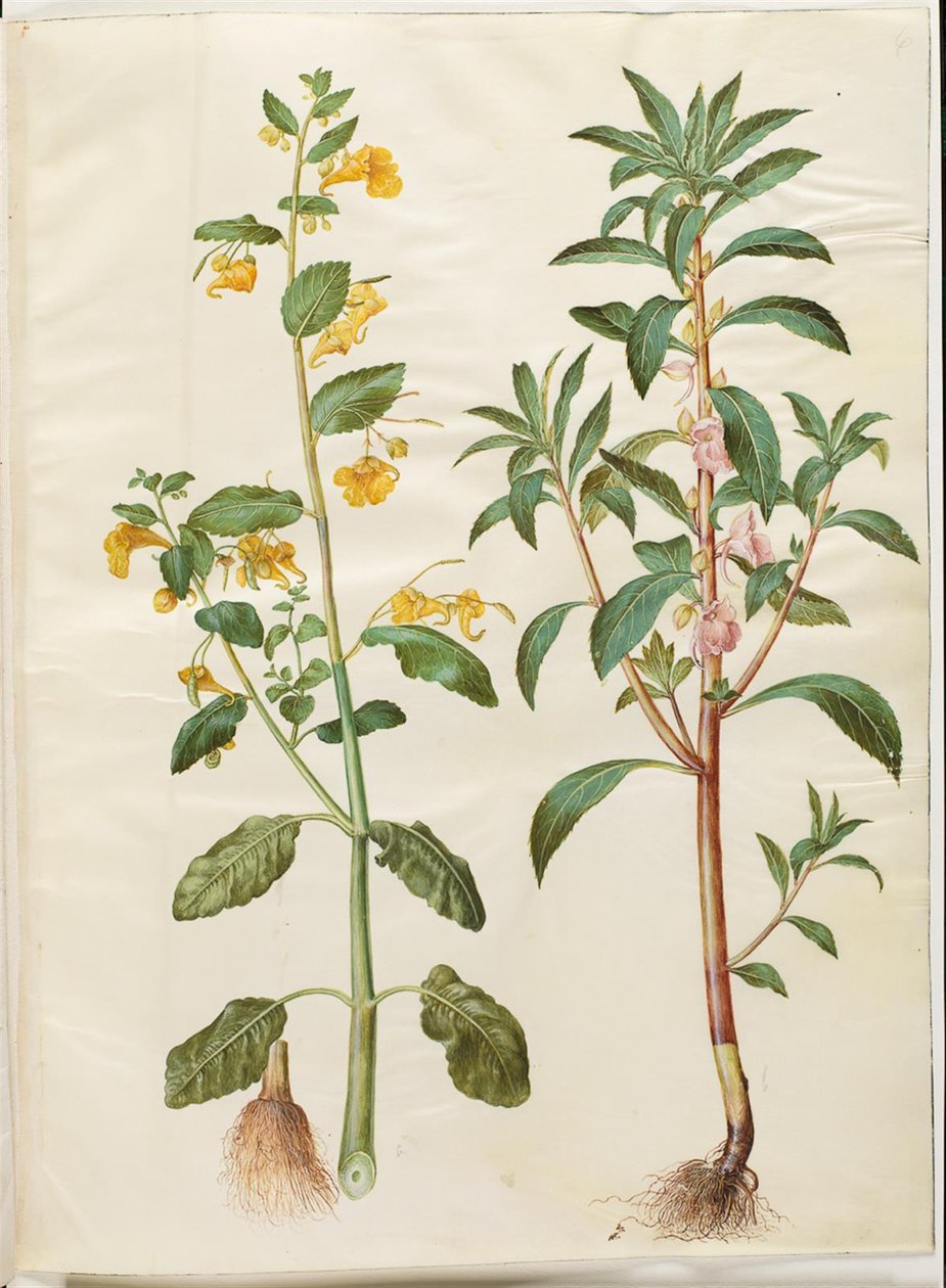 Impatiens noli-tangere (jarní balzám); Impatiens balsamina (má balzám) od Hans Simon Holtzbecker