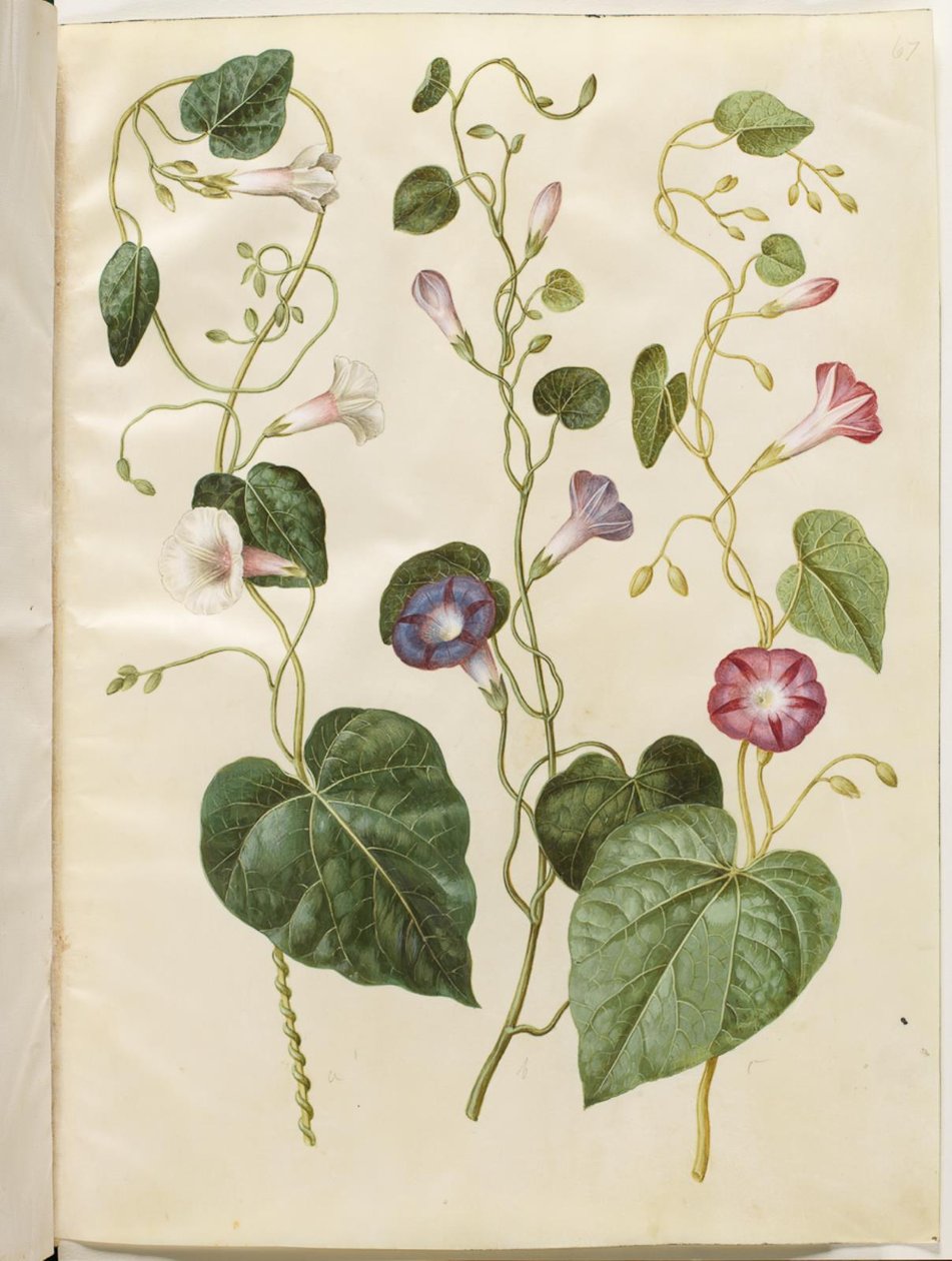 Ipomoea purpurea (purpur-pragtsnerle) od Hans Simon Holtzbecker