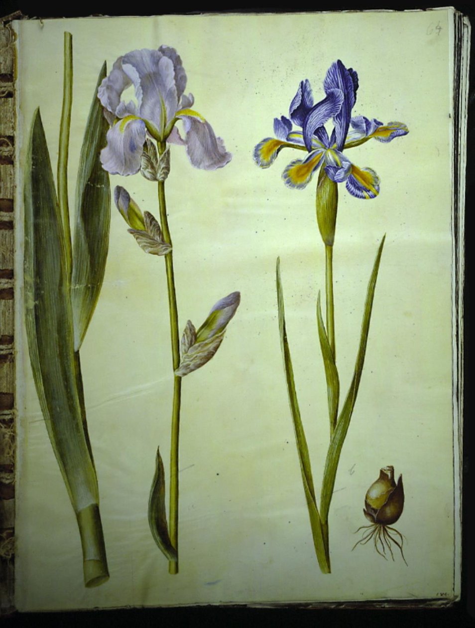 Iris ×germanica (have-iris); Rainbow (španělský kosatec) od Hans Simon Holtzbecker