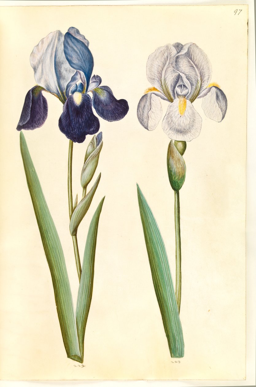 Iris ×germanica nebo Iris ×sambucina (?) (zahradní kosatec nebo policový kosatec); Iris × germanica (zahradní kosatec) od Hans Simon Holtzbecker