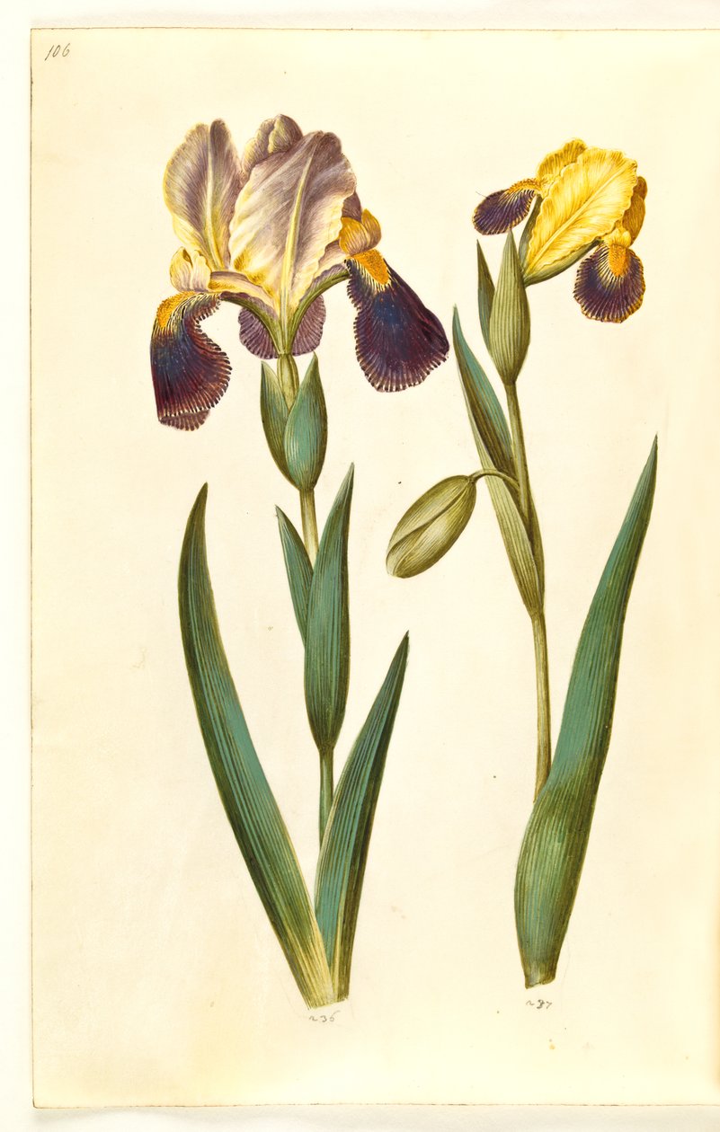 Iris ×germanica nebo Iris ×sambucina (zahradní kosatec nebo policový kosatec); Iris variegata (duhovka pestrá) od Hans Simon Holtzbecker