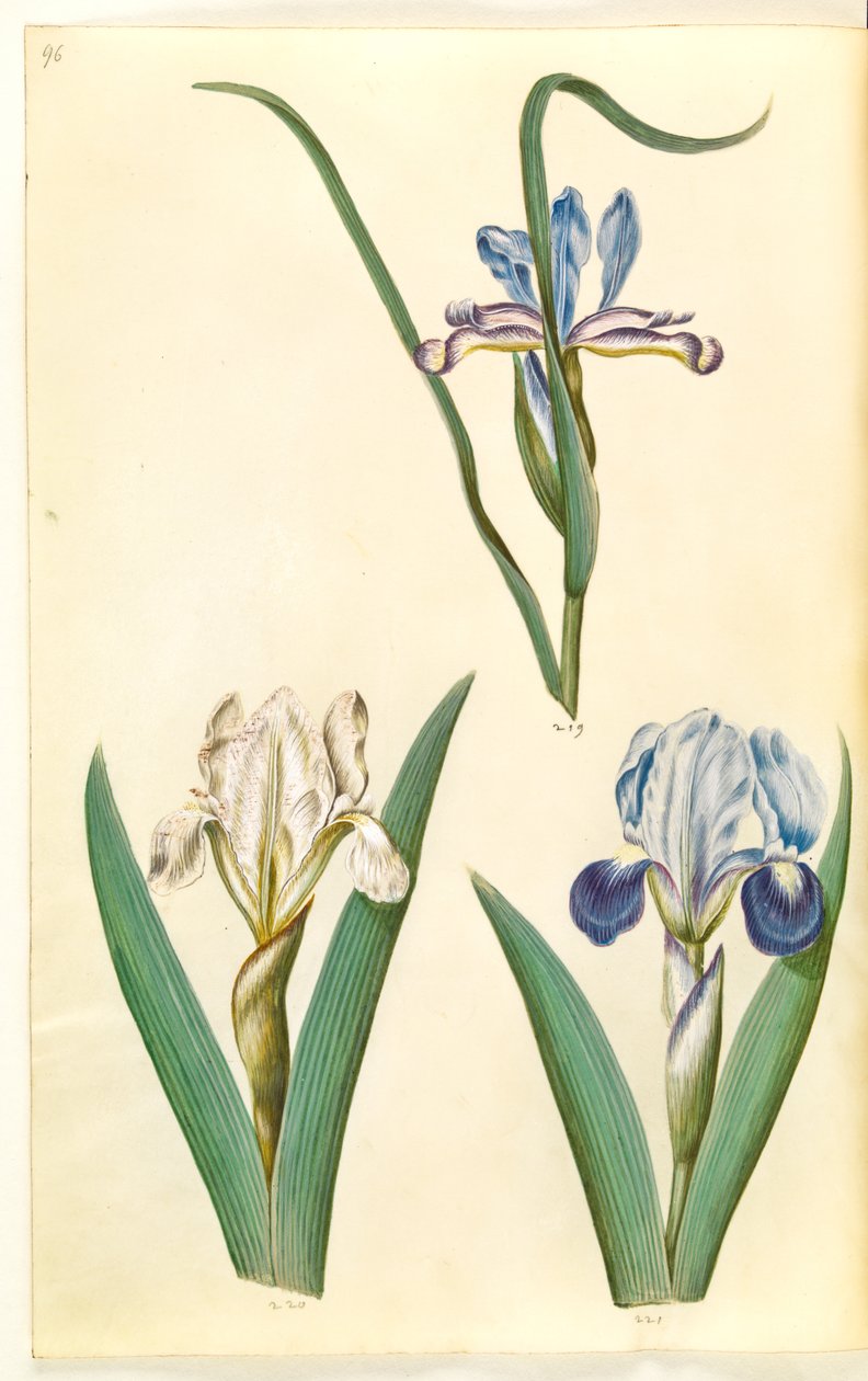 Iris graminea (kosatec travní); Iris lutescens nebo Iris pumila (?) (trpasličí duhovka nebo nízká duhovka) od Hans Simon Holtzbecker