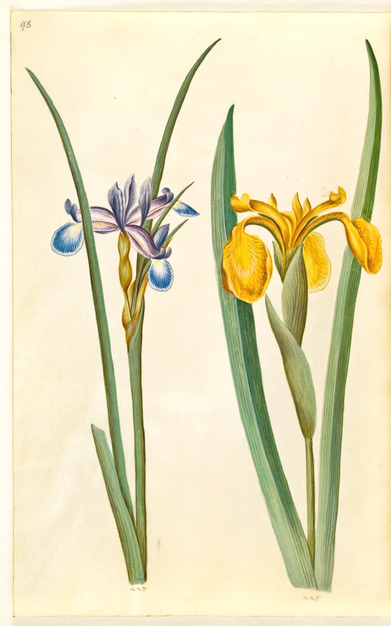 Iris tráva (græsbladet iris); Iris pseudacorus (gul iris) od Hans Simon Holtzbecker
