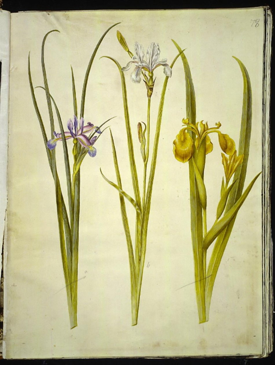 Iris tráva (græsbladet iris); sibiřský kosatec (sibiřský kosatec); Iris pseudacorus (gul iris) od Hans Simon Holtzbecker