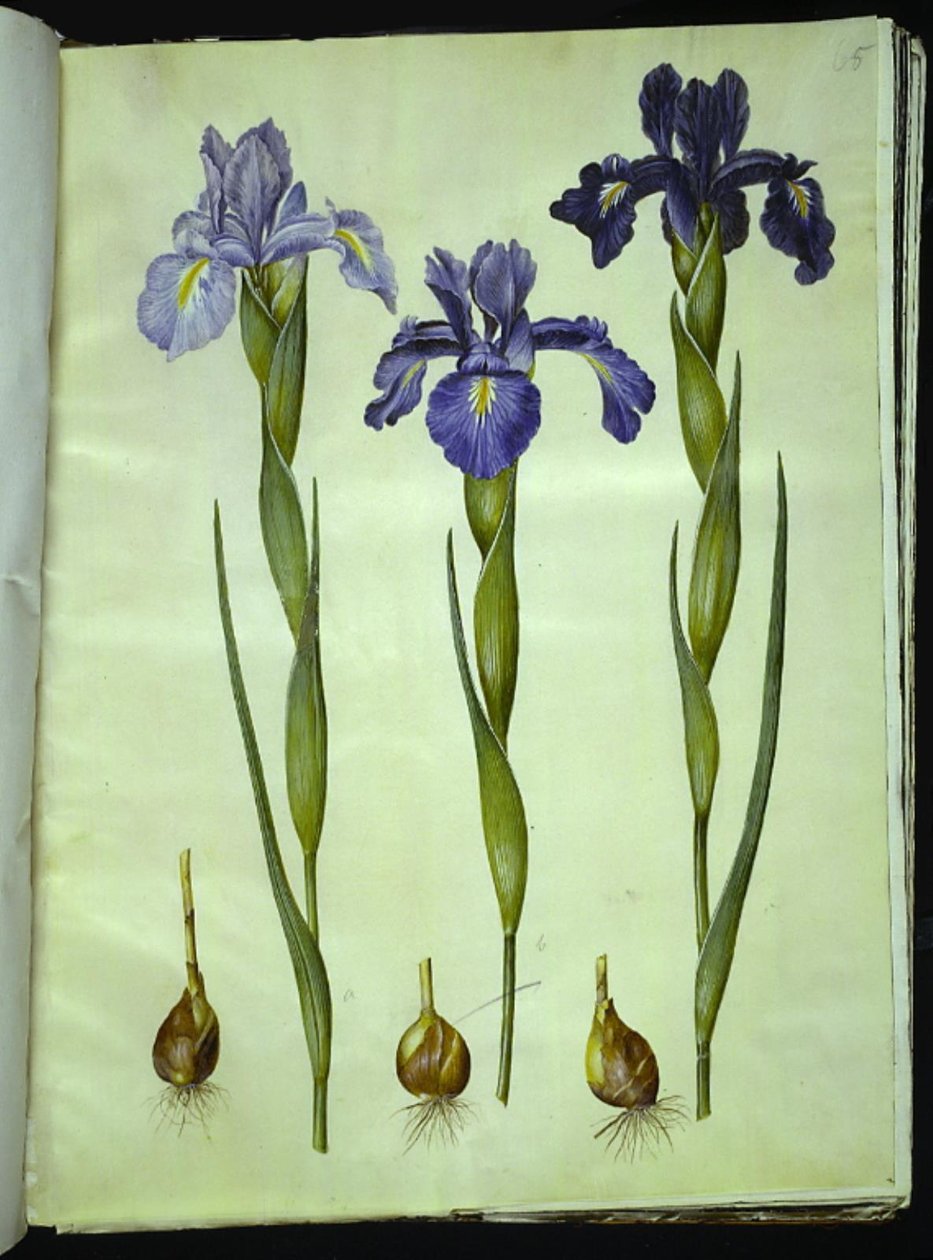 Iris latifolia (anglicky iris) od Hans Simon Holtzbecker