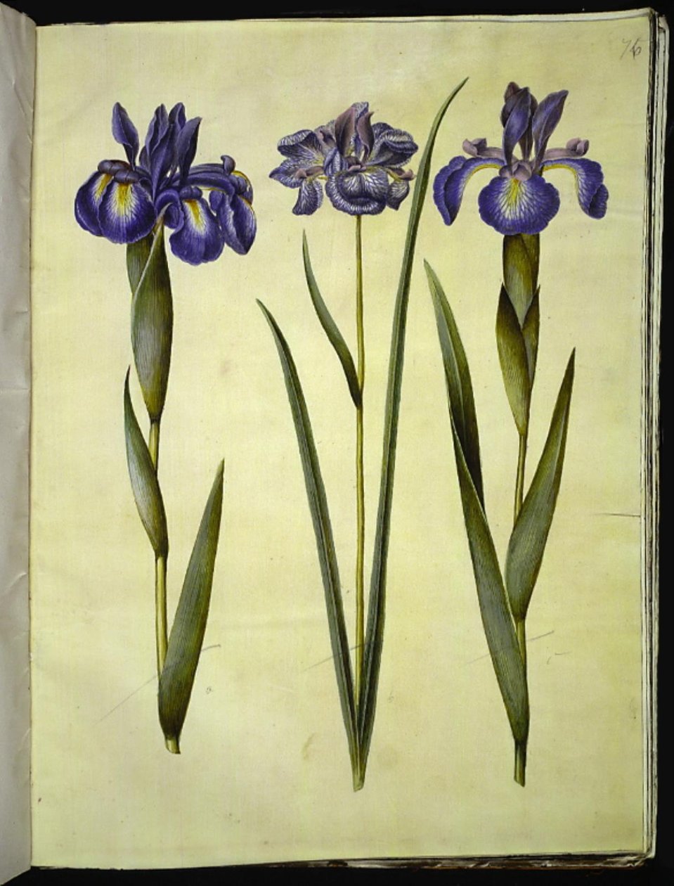 Iris latifolia (anglicky iris); Iris sibirica (sibiřský kosatec) od Hans Simon Holtzbecker