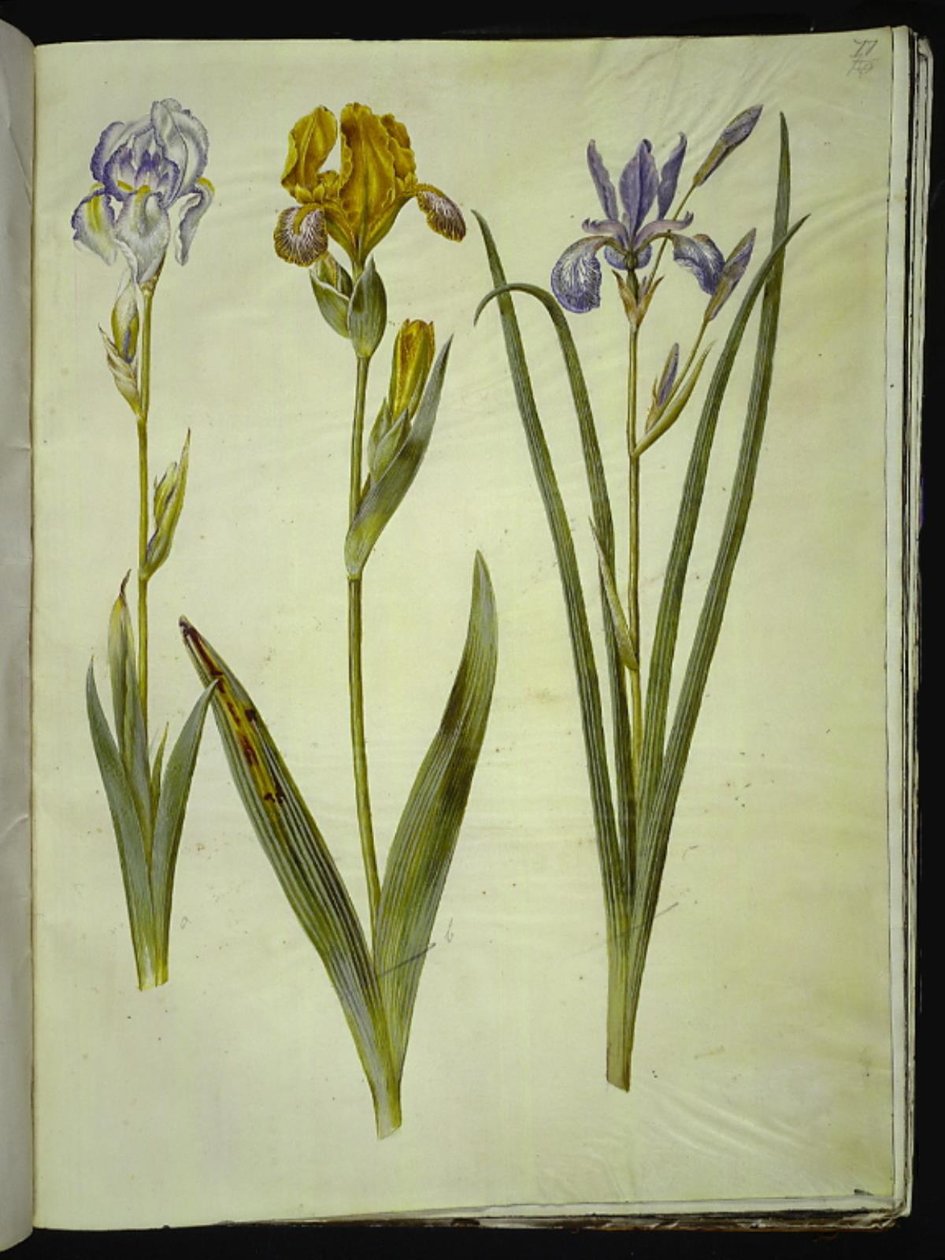 Světlá duhovka (bleg iris); Kosatec pestrý (brogetův kosatec); Kosatec sibiřský od Hans Simon Holtzbecker