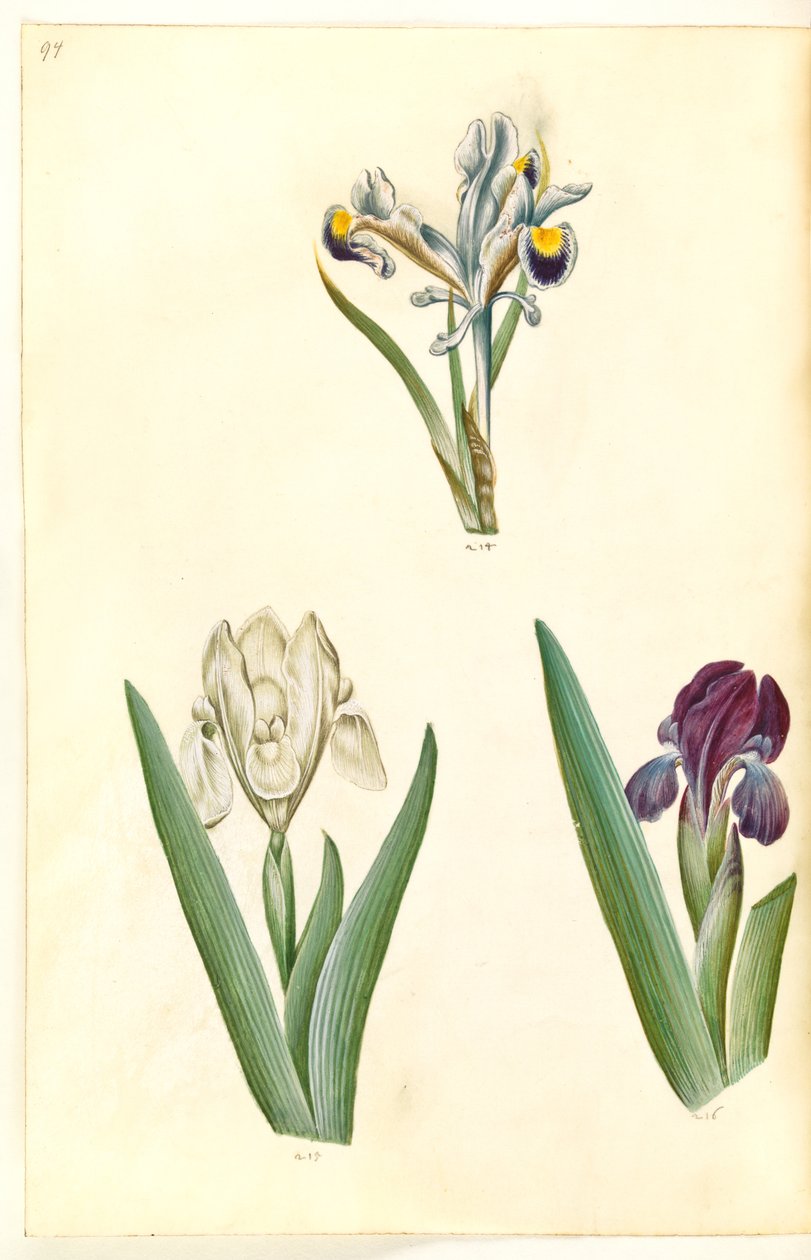 Iris persica (kosatec perský); Iris lutescens nebo Iris pumila (?) (trpasličí duhovka nebo nízká duhovka) od Hans Simon Holtzbecker