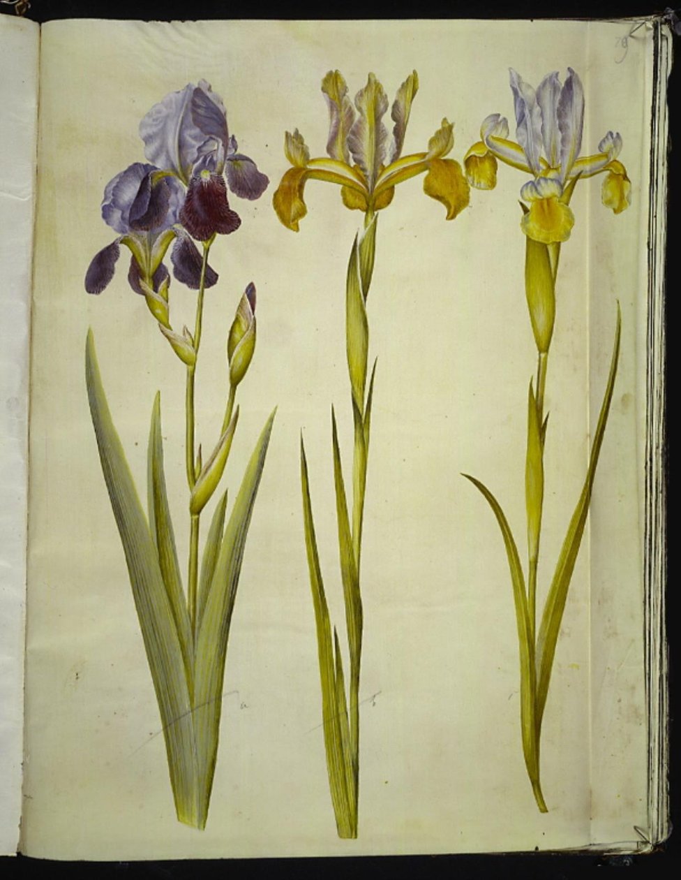 Iris ×sambucina (policová duhovka); Iris latifolia (anglicky iris) od Hans Simon Holtzbecker
