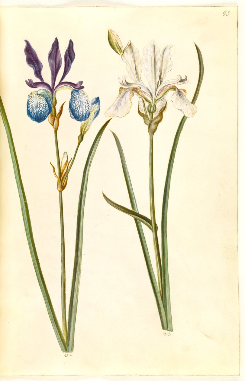 Iris sibirica (sibiřský kosatec) od Hans Simon Holtzbecker