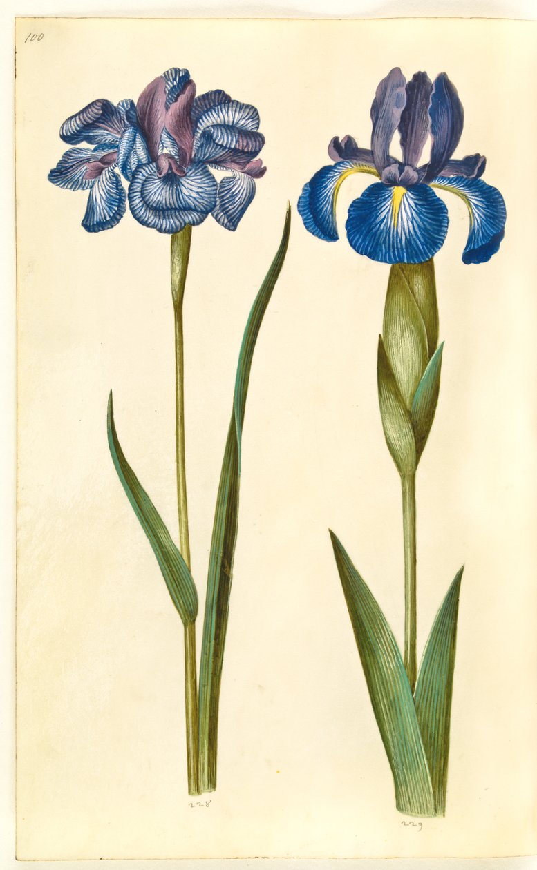 Iris sibirica (kosatec sibiřský); Iris latifolia (anglicky iris) od Hans Simon Holtzbecker
