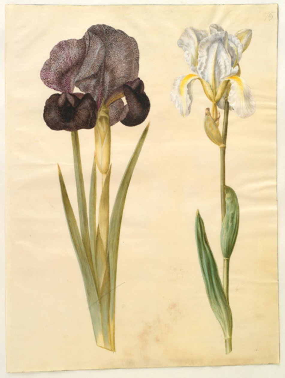 Iris susiana (smuteční kosatec); Iris ×florentina (fialový kořen) od Hans Simon Holtzbecker