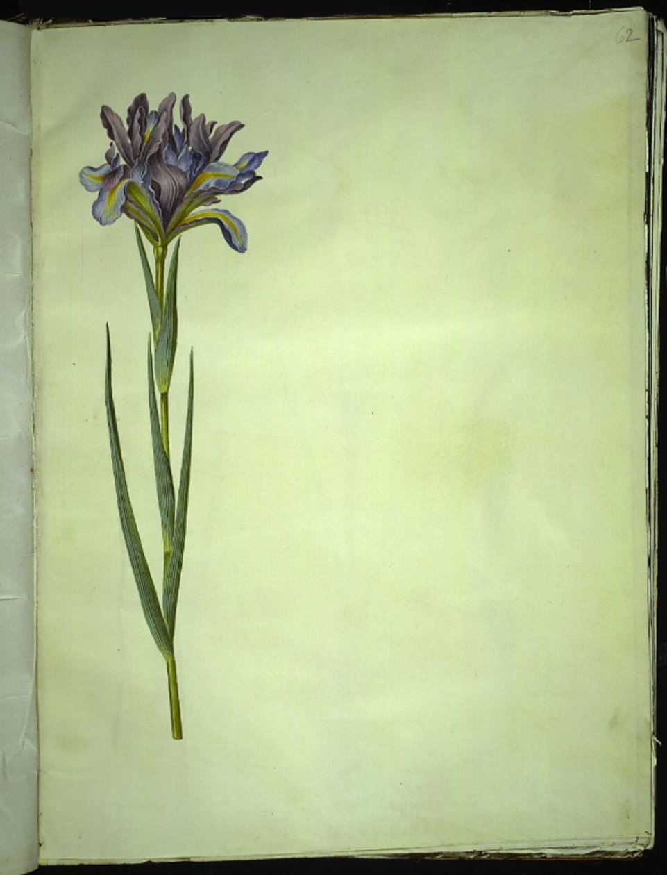 Iris xiphium (španělský kosatec) od Hans Simon Holtzbecker