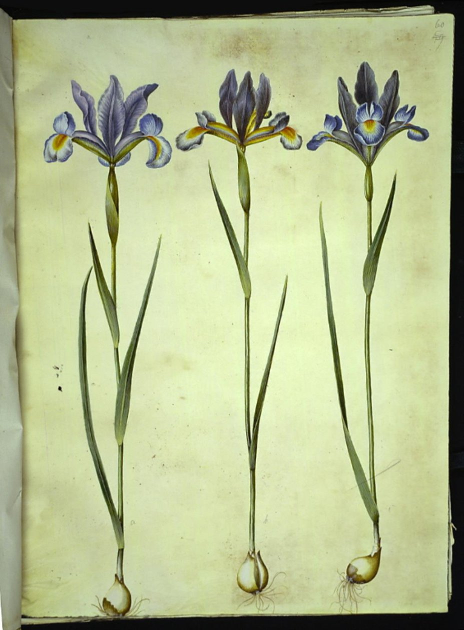 Iris xiphium (španělský kosatec) od Hans Simon Holtzbecker