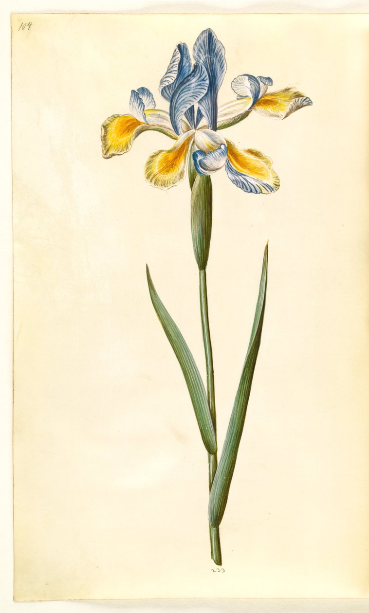 Iris xiphium (španělský kosatec) od Hans Simon Holtzbecker